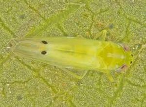 uploads/images/pest/okra jassids.jpg